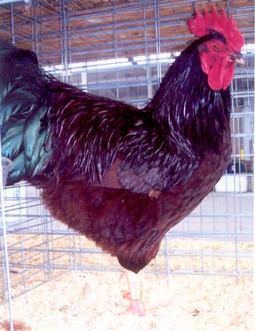 Rhode Island Red