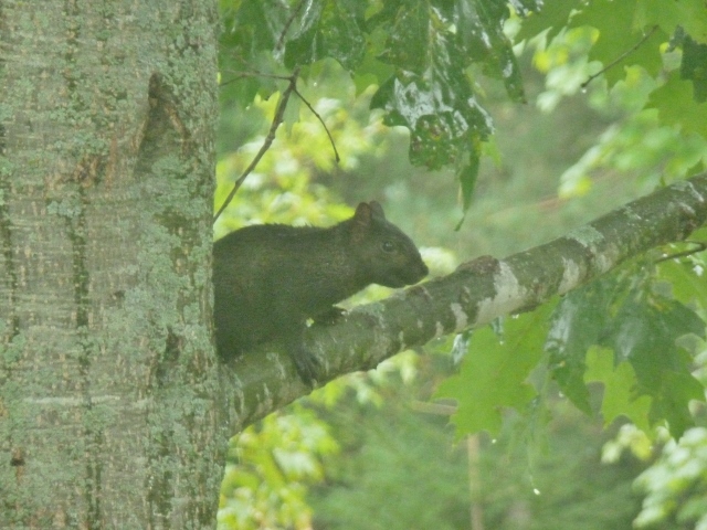 Black Squirrel