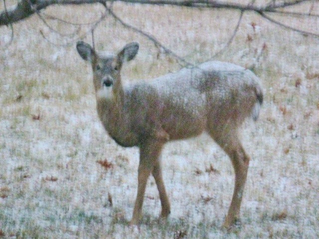 Deer in Snow