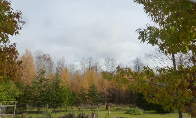 View across Back Yard towards woods 