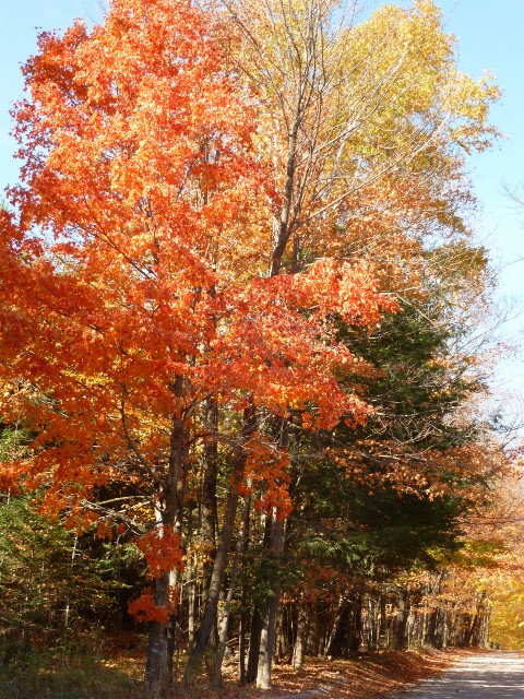 Colored Lane (480x640)