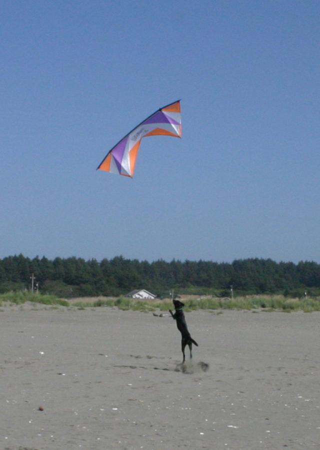 dog4