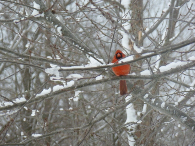 Cardinal