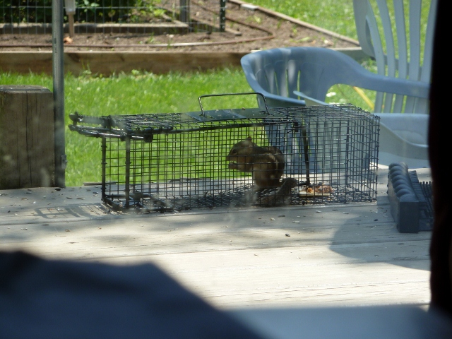 Chipmonk in Trap (640x480)