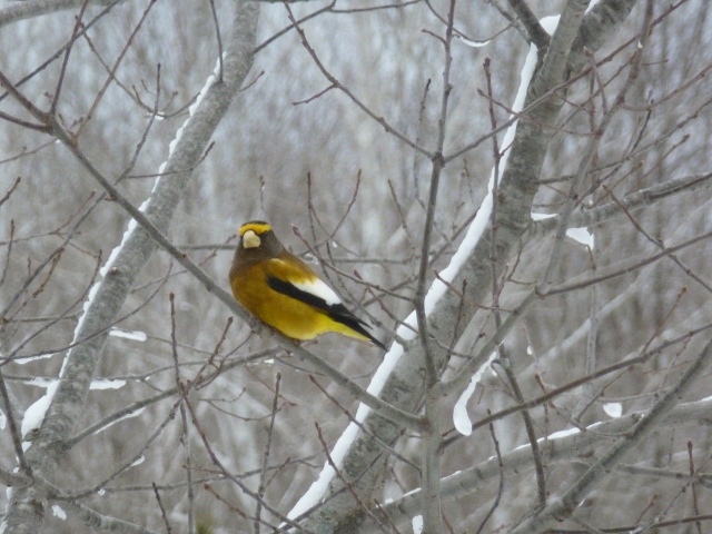 Evening Grosbeak I