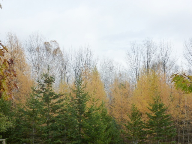 View from Back Porch 