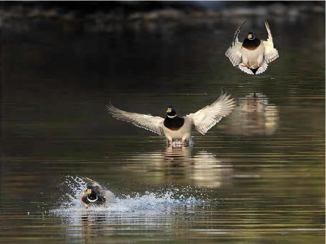 Mallards (640x480)